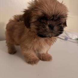 Marley - Black gold and white male Shih Tzu puppy in Azusa, California from RJ Shih Tzu lover