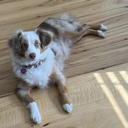 Miniature Australian Shepherds and Toy Australian Shepherds from Chisholm Trail Aussies