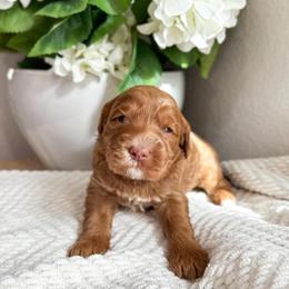 Thumper - Caramel male Australian Labradoodle puppy in Palmdale, California from Pixie Doodle Paws