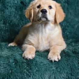 Twizzlers (Red Collar Girl) - Dark golden female Golden Retriever puppy in Peoria, Arizona from Dani’s Dawgs