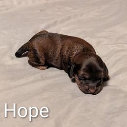 Hope - Sable female Cockapoo puppy in Sunset, Louisiana from Cano Cockapoos