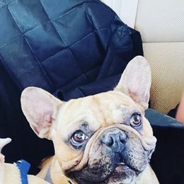 French Bulldogs from Sangster’s kennel