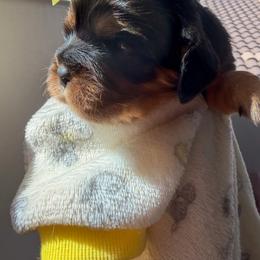 Cavalier King Charles Spaniel and Cavapoo Puppies from Unicorn Tears and Cavaliers
