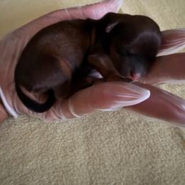 Girl 3 - Black and tan female Shorkie puppy in Florida from Shih tzus and Shorkies Galore