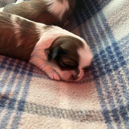 Shih Tzu Puppies from Simply Shih Tzu