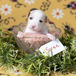 Spree - White and lemon Rat Terrier puppy in Dayton, Nevada from Battle Born Terriers