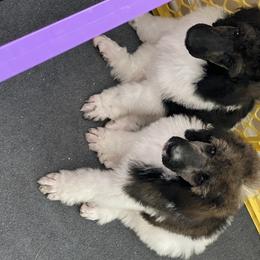 Poodle Puppies from Southern Elegance Standards