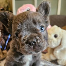 Mordecai - Blue male French Bulldog puppy in Bend, Oregon from High Lakes Frenchies