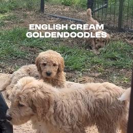 Boy 6 General litter picture, no individuals yet - Cream male Goldendoodle puppy in Austin, Texas from Central Texas Doodles