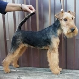 Panama - Welsh Terrier