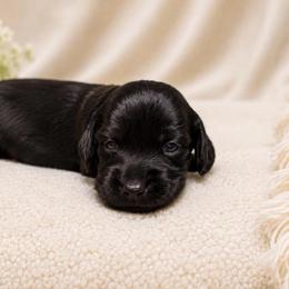 Tulip - Black female Dachshund puppy in Mesa, Arizona from Dach Army LLC