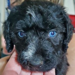 Labradoodles from CRP labradoodles