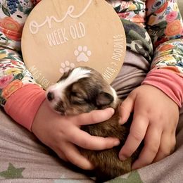 MacArthur - Sable and white male Shetland Sheepdog puppy in Livonia, Michigan from M7’s Shelties, Toonies & AussieDoodles