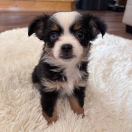 Miniature Australian Shepherd Puppies from Grace River Aussies