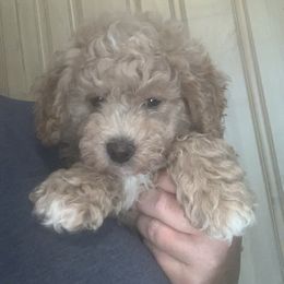 Nyxx - Apricot male Goldendoodle puppy in Haddam, Kansas from Golden B Acres