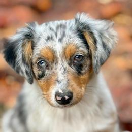 Aurora - Blue merle female Miniature Australian Shepherd puppy in Patterson, North Carolina from DreamLine Aussies