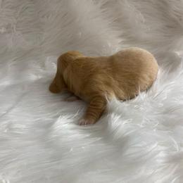 Red-Cream-Iris - Red female Dachshund puppy in Great Bend, Pennsylvania from Dashing Doxies