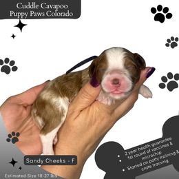 Sandy - Blenheim female Cavapoo puppy in Fort Lupton, Colorado from Puppy Paws Colorado