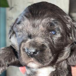 Girl 2 - Merle female Goldendoodle puppy in Holly, Colorado from Vida’s Loving Doodles