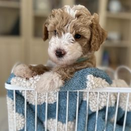 Sheepadoodle puppies from Real Doodles of OC