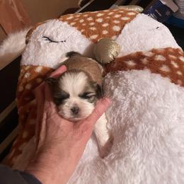 Lancelot - Brindle male Shih Tzu puppy in Lebanon, Tennessee from Jan’s Shihtzus