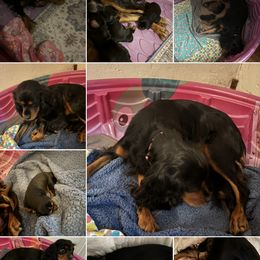 Cavalier King Charles Spaniel Puppies from Family first cavaliers