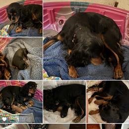 Cavalier King Charles Spaniel Puppies from Family first cavaliers