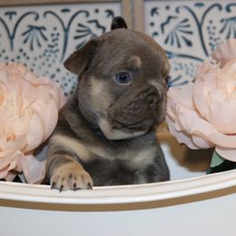 French Bulldog Puppies from Spoiled Frenchies