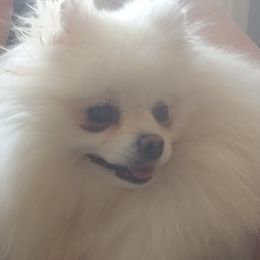 Taro - Pomeranian
