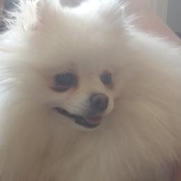 Taro - Pomeranian