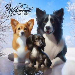 Sold - Red male Pembroke Welsh Corgi puppy in Nashville, Arkansas from Whisenhunt Farms