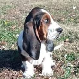 Basset Hounds from Kickapoo Bassets