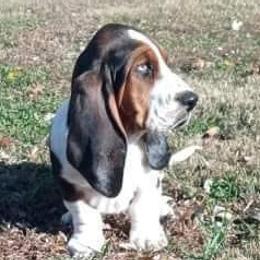 Basset Hounds from Kickapoo Bassets
