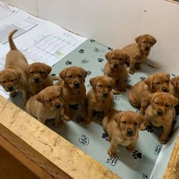 Labrador Retrievers from Thorner's Redline Labradors