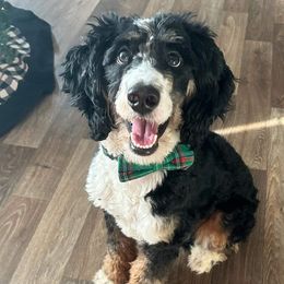 Ruger - Bernedoodle