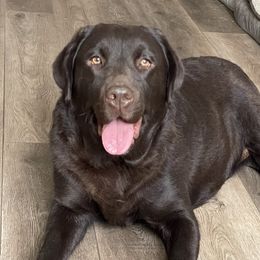 Lady - Labrador Retriever