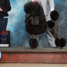 Rani - Poodle
