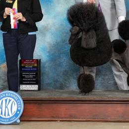 Rani - Poodle