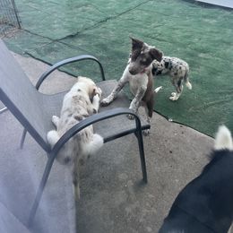 Border Collie Puppies from A&S Pet Services