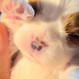 Cavalier King Charles Spaniels from Honey Bitt Cavaliers