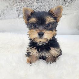 Monti - Black and tan male Yorkshire Terrier puppy in Mattawa, Washington from All Star Yorkies