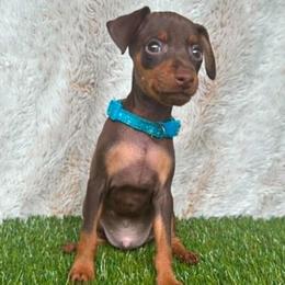 Light Blue Collar Male - Chocolate and rust male Miniature Pinscher puppy in Wayland, Michigan from Tami DeLeeuw