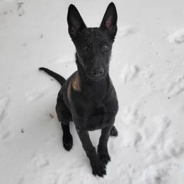 Belgian Malinois Puppies from Faubion Malinois