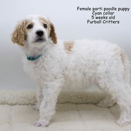 Poodle Puppies from Furball Forest Poodles