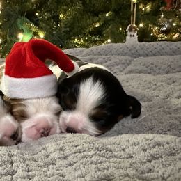 Cavalier King Charles Spaniels from Cavy Love