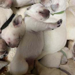 Labrador Retriever Puppies from Triple Threat Labradors