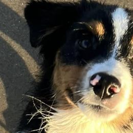 Australian Shepherds and Miniature American Shepherds from Stardust Aussies and MAS