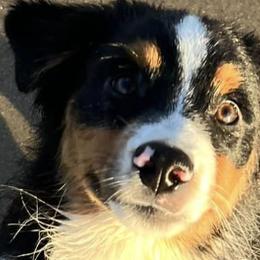 Australian Shepherds and Miniature American Shepherds from Stardust Aussies and MAS