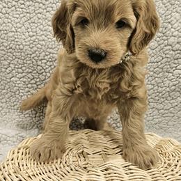 Goldendoodle Puppies from Pemberley Puppies