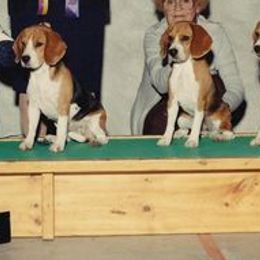 Beagles from Ellanne's Beagles